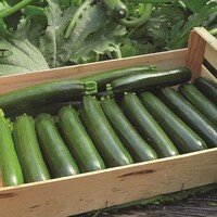  COURGETTE de diversification COURGETTE de diversification-APOGIA F1 (Cucurbita pepo Sebring F1)-Graines non traitées - Graineterie A. DUCRETTET