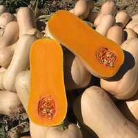  COURGE BUTTERNUT COURGE BUTTERNUT-VAIANA-Graines biologiques certifiées - Graineterie A. DUCRETTET