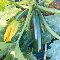 Graines potagères COURGETTE de diversification RENEGADE F1 (Cucurbita pepo Sebring F1) - Graineterie A. DUCRETTET