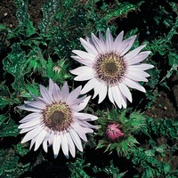Graines de fleurs BERKHEYA SILVER STRIKES (Berkkeya purpurea) - Graineterie A. DUCRETTET