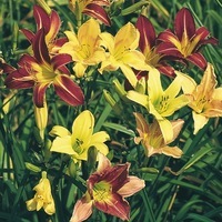 Graines de fleurs vivaces - HEMEROCALLIS - Graineterie A. DUCRETTET