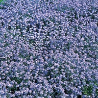Graines de fleurs Bisannuelles - MYOSOTIS PALUSTRIS - Graineterie A. DUCRETTET