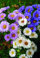 Graines de fleurs vivaces - ASTER - Graineterie A. DUCRETTET