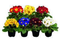 Graines de fleurs PRIMEVERE ACAULIS POLYANTHUS PEROLA (Primula acaulis) - Graineterie A. DUCRETTET