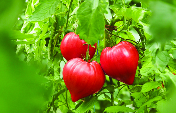 200Pcs Graines De Tomates Mélangées, Jardin Ferme Délicieux Légume Fruit  Plante Décor Graines De Tomates[q2871]