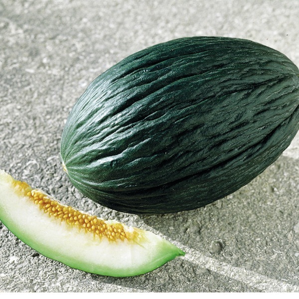 Melon VERT OLIVE d'HIVER